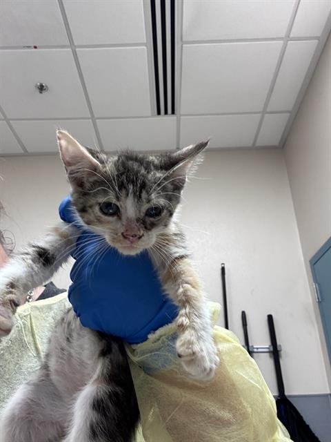 *FRENCH TOAST - Domestic Short Hair for adoption in North Las Vegas