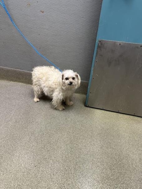 PRINCESS - Shih Tzu available for adoption