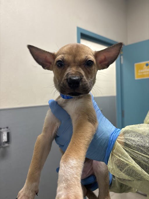 *MOTOKI - Pit Bull Terrier / Siberian Husky available for adoption