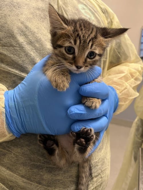 *O'KEEFFE - Domestic Short Hair available for adoption