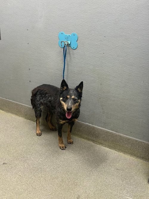 *SARA - Australian Cattle Dog/Blue Heeler available for adoption