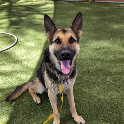*BEN - German Shepherd Dog available for adoption