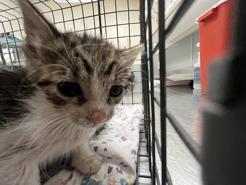 *CHER - Domestic Short Hair available for adoption