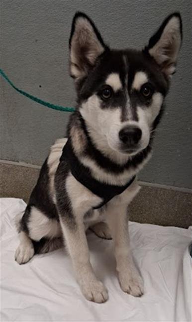 ALIO - Siberian Husky available for adoption