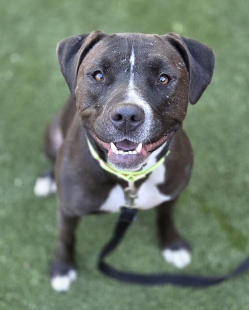 AURORA - Pit Bull Terrier available for adoption