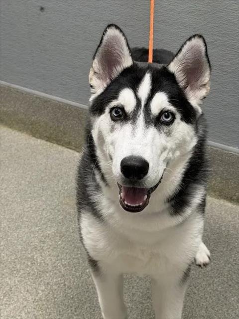 *EDGAR - Siberian Husky available for adoption
