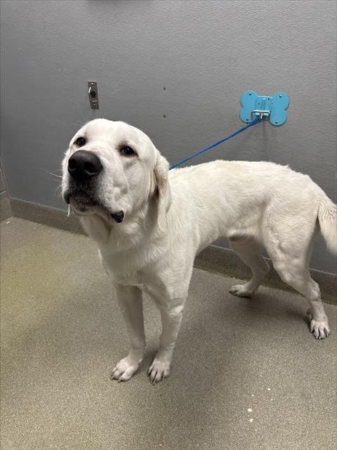 ATLAS - Great Pyrenees available for adoption