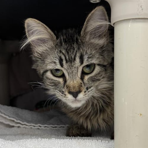 *PEARL - Domestic Short Hair available for adoption