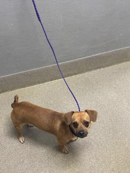 ENANO - Chihuahua available for adoption