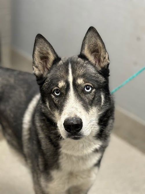 *JACOB - Siberian Husky available for adoption