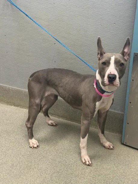 VENUS - American Pit Bull Terrier available for adoption