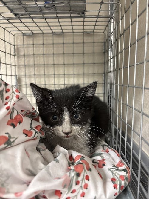 *JESS - Domestic Short Hair available for adoption