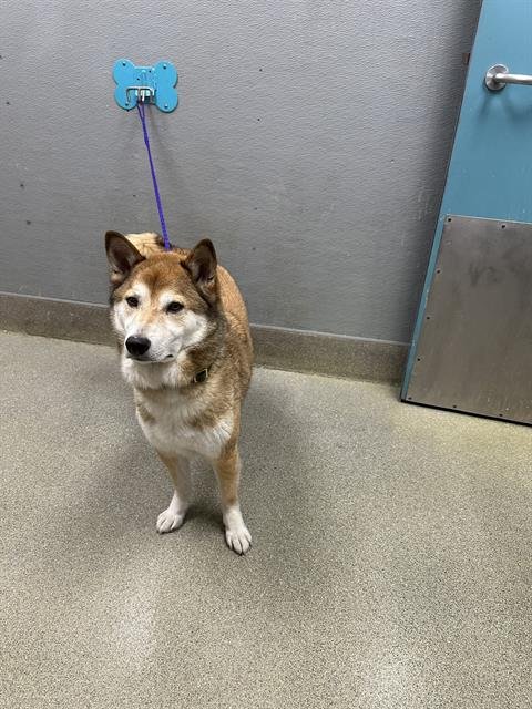 BLAZE - Shiba Inu / Siberian Husky available for adoption