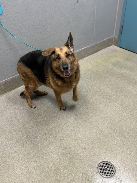 RAVEN - German Shepherd Dog available for adoption