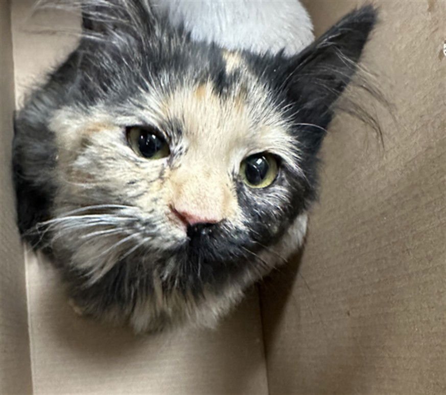 *MAYFLOWER - Domestic Short Hair available for adoption