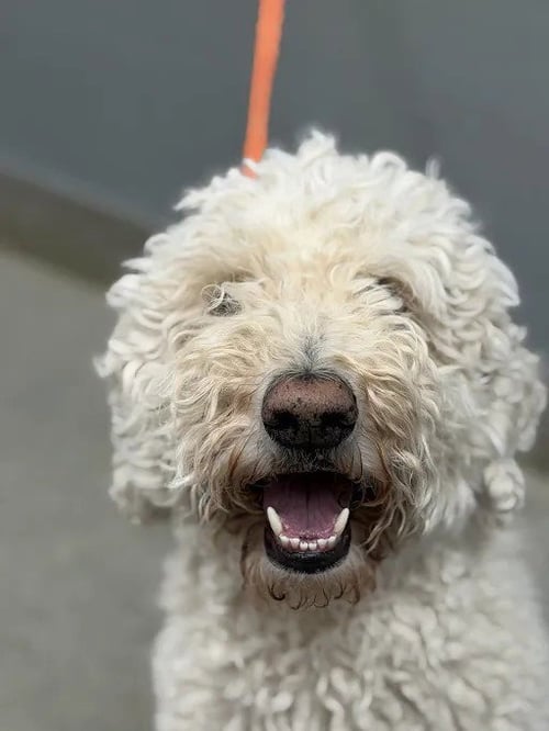 MAX - Poodle (Standard) available for adoption