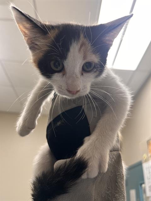 **ANN - Domestic Short Hair available for adoption