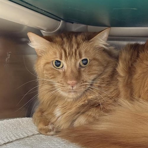 TACO - Domestic Medium Hair available for adoption