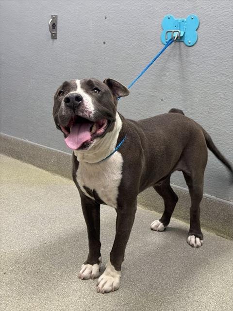 *SPAGHETTI - Pit Bull Terrier available for adoption