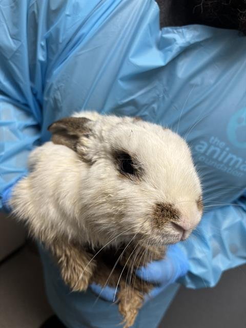 QUEEZY - Shorthaired Rabbit available for adoption