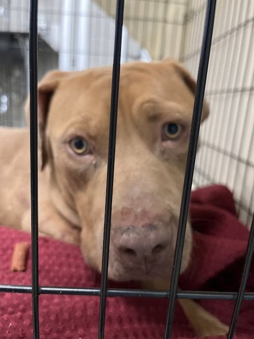 *MARCUS - Pit Bull Terrier available for adoption