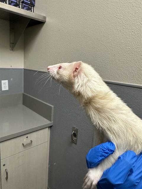 CREMA - Ferret available for adoption