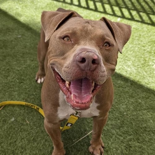 SEBASTIAN - Pit Bull Terrier available for adoption