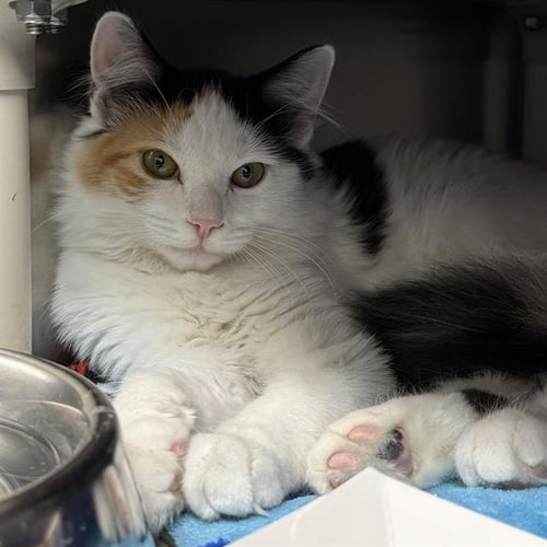 *CINDER - Domestic Short Hair available for adoption