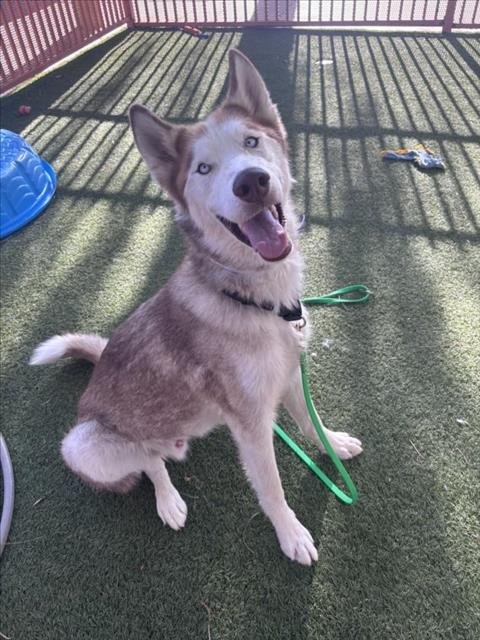SUEDE - Siberian Husky available for adoption