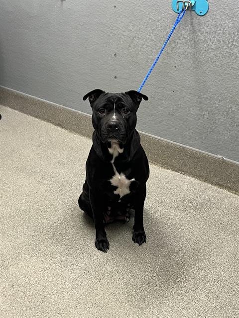 AZURA - Pit Bull Terrier available for adoption