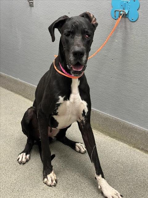 *SLOAN - Great Dane available for adoption