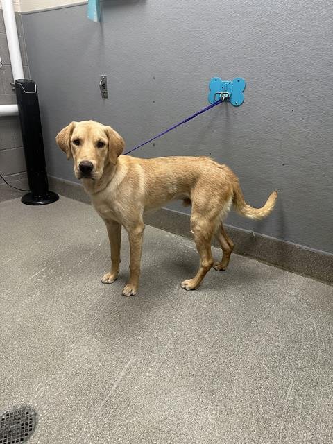 *GOLDEN BOY - Labrador Retriever available for adoption