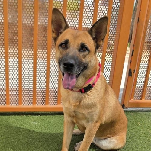 *CARRY BERRY - German Shepherd Dog available for adoption