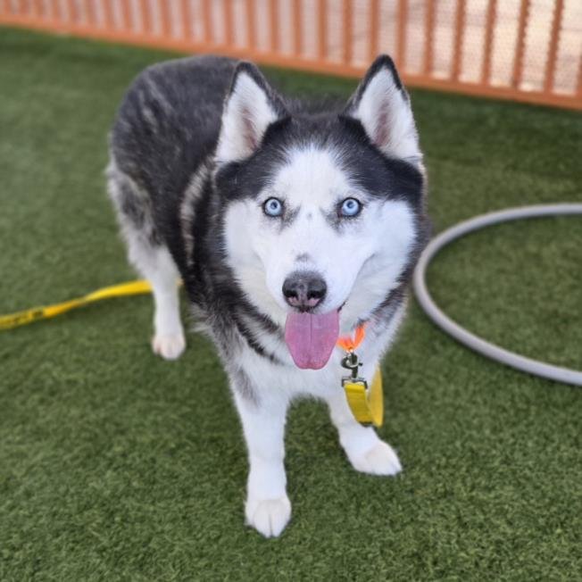 BELLE - Siberian Husky available for adoption