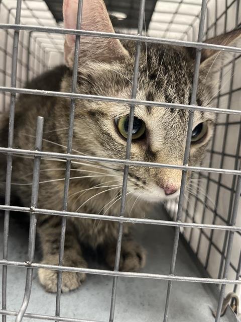 *HARLEM - Domestic Short Hair available for adoption