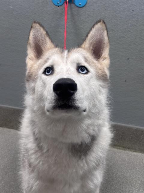 *AMAZON - Husky available for adoption