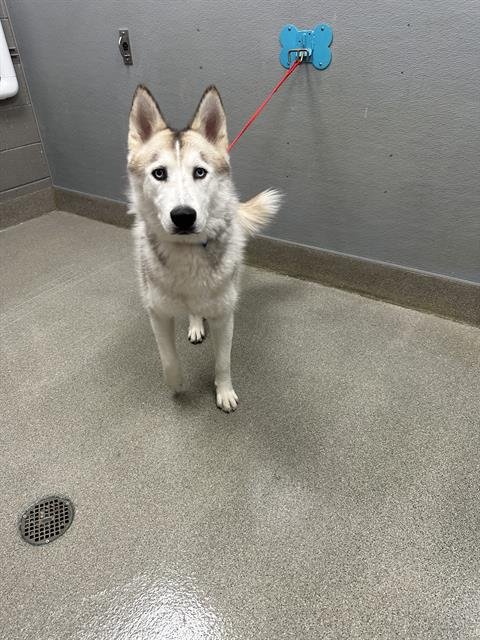 *AMAZON - Husky available for adoption