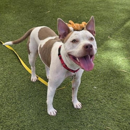 *ALIYAH - Pit Bull Terrier available for adoption