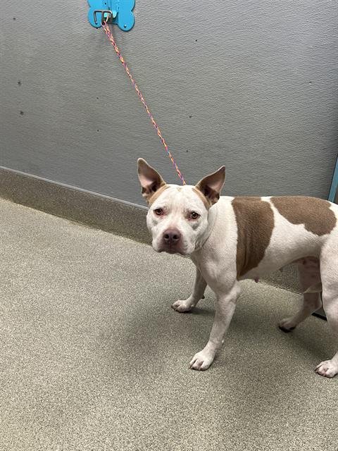 *ALIYAH - Pit Bull Terrier available for adoption