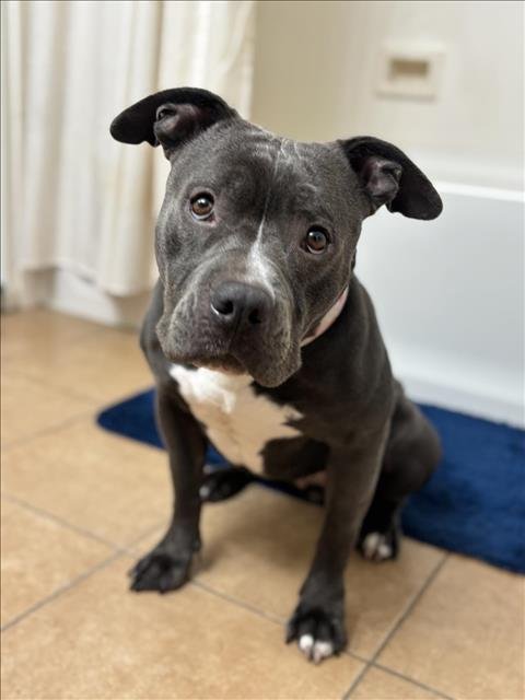 *IRIS - American Bulldog available for adoption