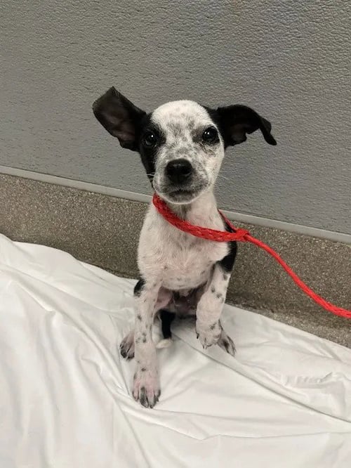 *ASTRONAUT - Australian Cattle Dog/Blue Heeler available for adoption