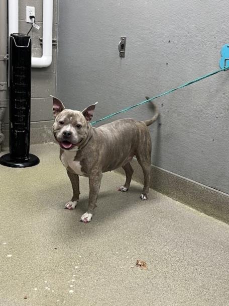 QUEEN - Pit Bull Terrier available for adoption