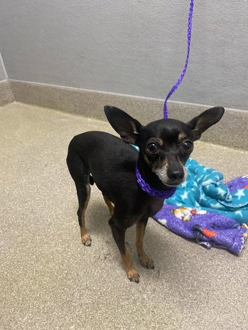 *HERSHEY - Chihuahua available for adoption