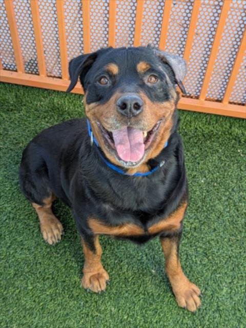 *THUNDERMAN - Rottweiler available for adoption