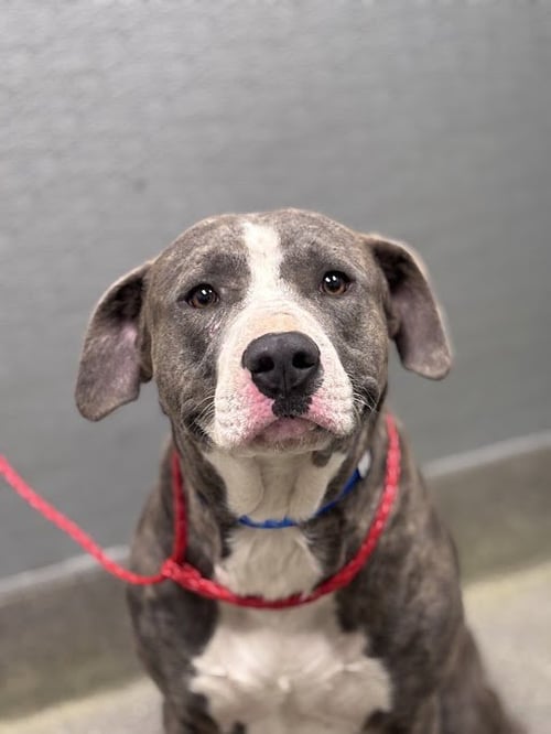 *TROPICAL - Pit Bull Terrier available for adoption