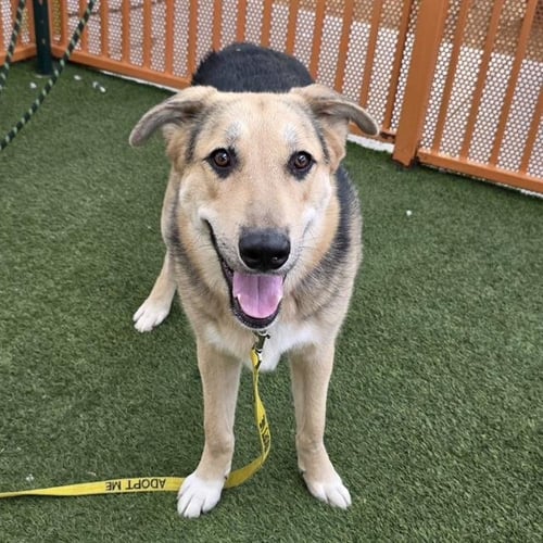 ACE - Labrador Retriever available for adoption