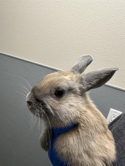 MUCHKIN - Shorthaired Rabbit available for adoption