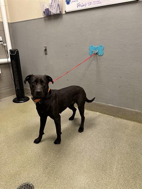 *LILLY - Labrador Retriever available for adoption