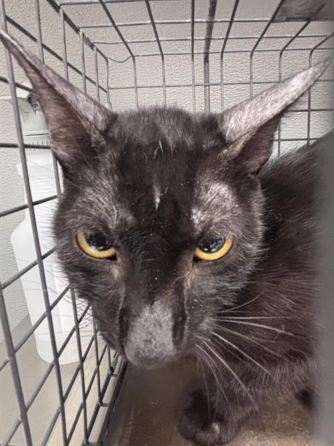*CHLOE - Domestic Short Hair available for adoption