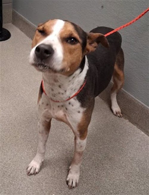 DOVAKIN - Pit Bull Terrier available for adoption